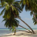 Premières molaires permanentes - Maldives 08/26 (52)